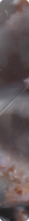 CHZD1503